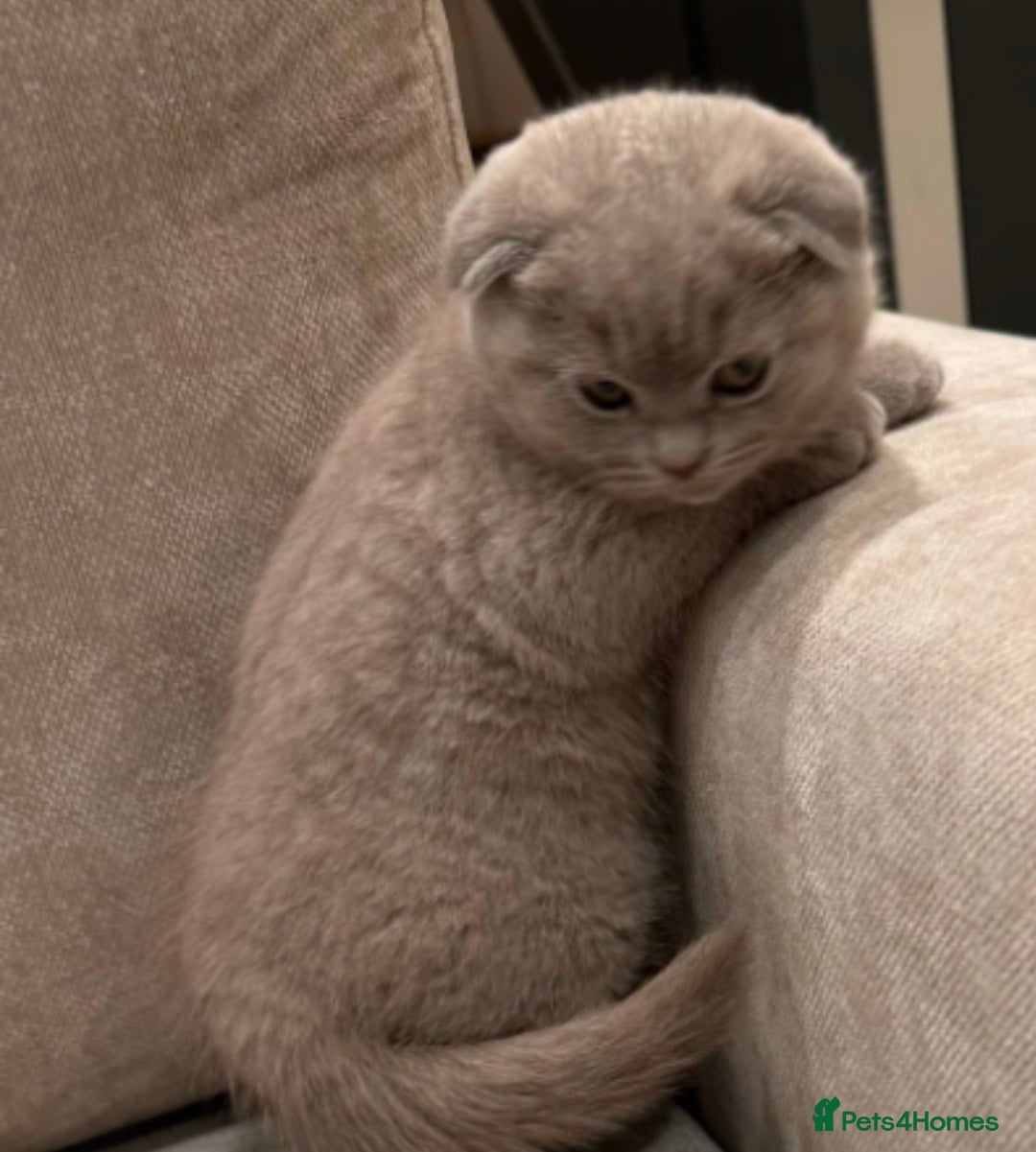 Scottish Fold cats for sale: Adorable Scottish fold  - Image 1