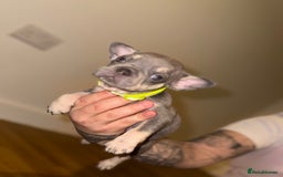 French Bulldog dogs for sale: BLUE & CREAM/TAN Isabella/pink carrying. - Image 34