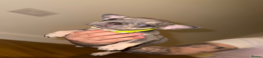 French Bulldog Puppy 2