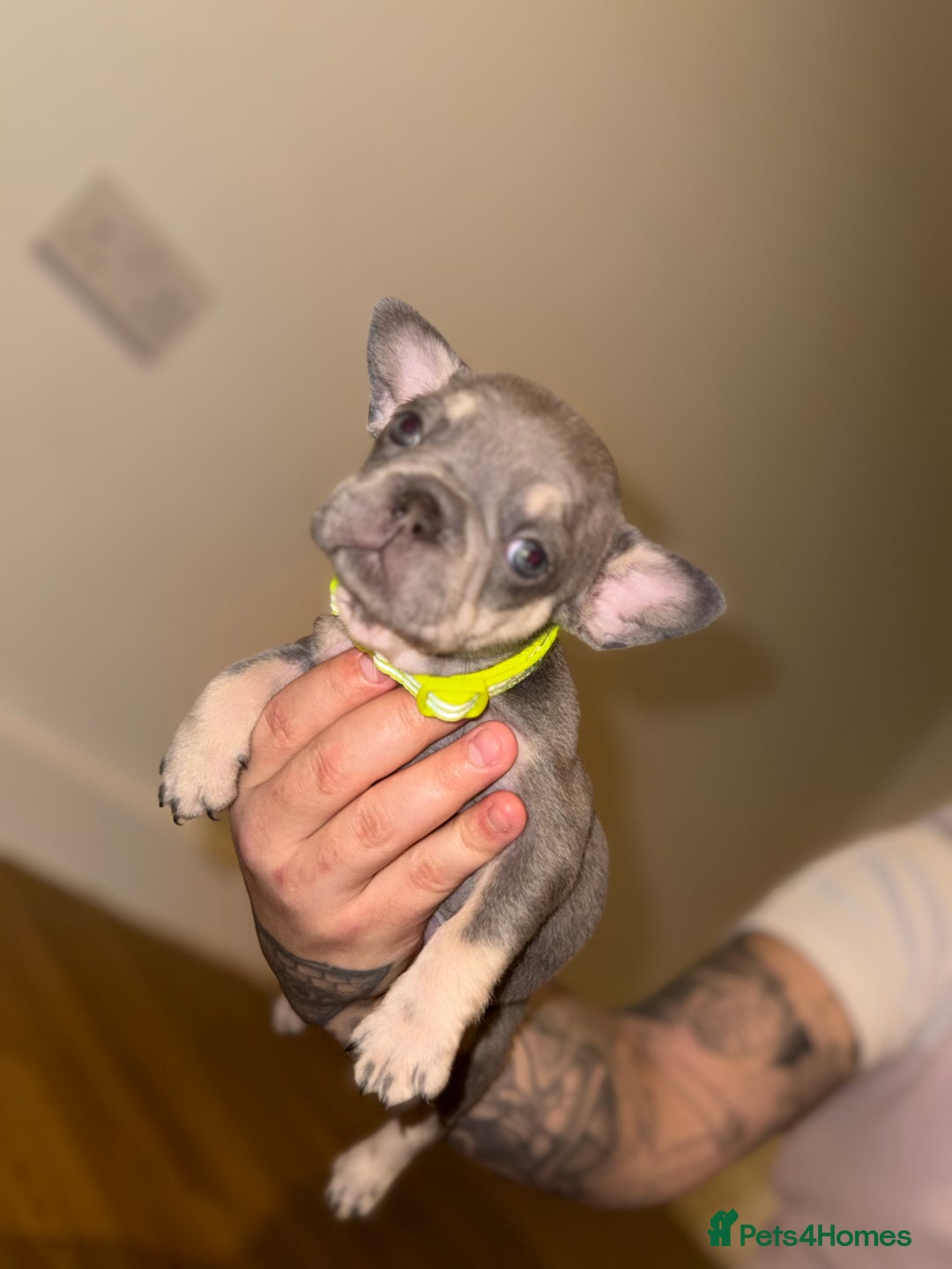 French Bulldog dogs for sale: BLUE & CREAM/TAN Isabella/pink carrying. - Image 34