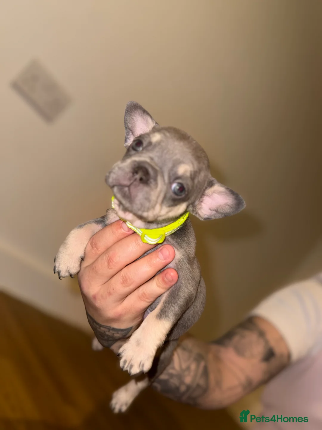 French Bulldog dogs for sale: BLUE & TAN:Testable/Isabella/pink carrying. - Advert 12