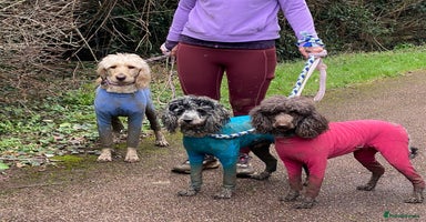 Labradoodle dogs in Harlow - Advert 14