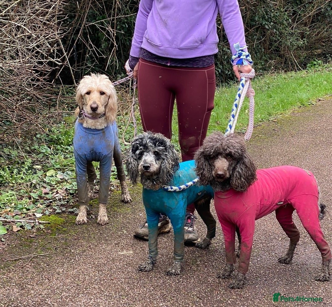 Labradoodle dogs for sale: 🌈POTENTIAL THERAPY/ASSISTANCE PUPS🌈LAST GIRL💜 in Harlow - Image 5