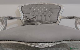 British Shorthair cats for sale: British blue shorthaired male & female kitten - Image 17