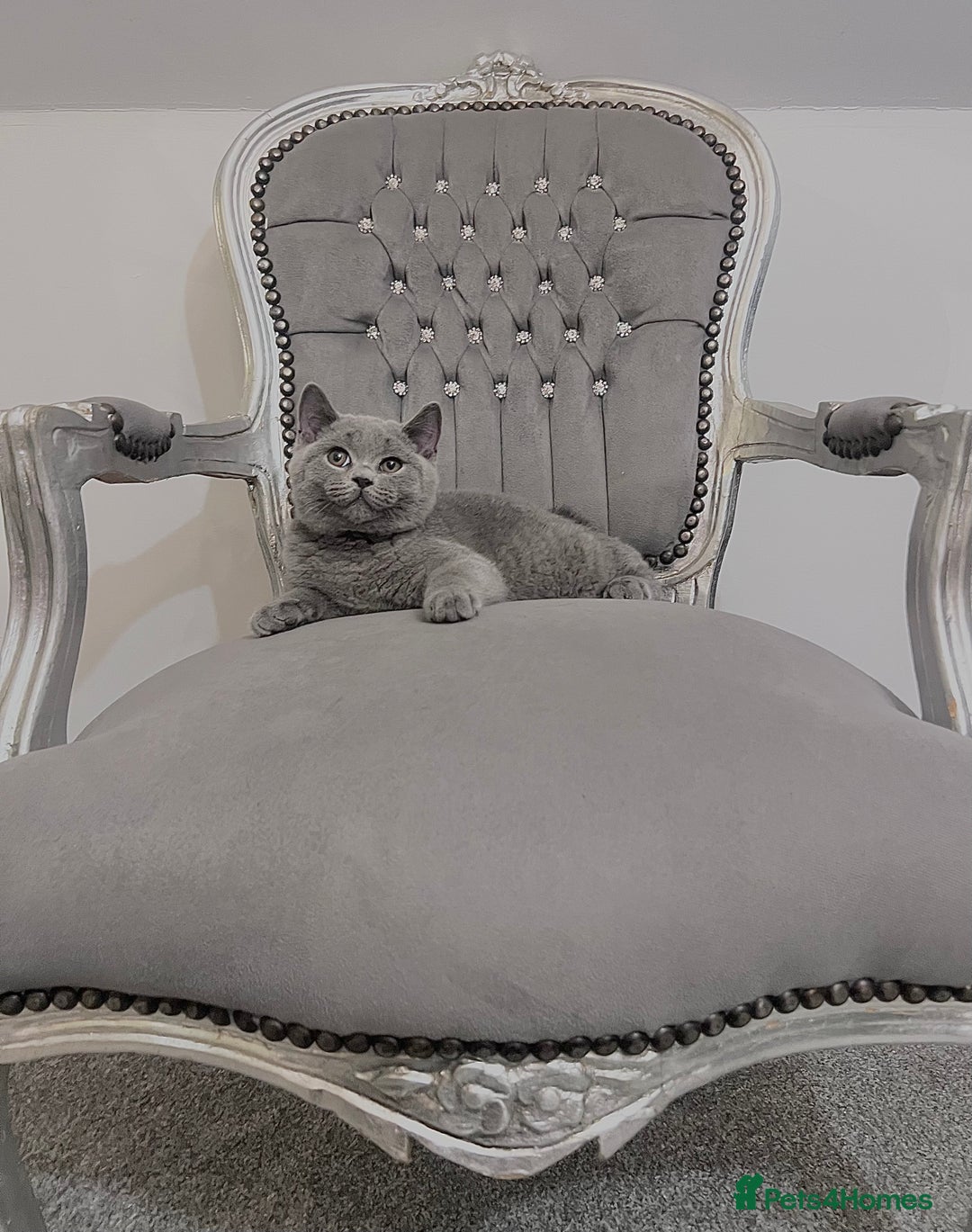 British Shorthair cats for sale: British blue shorthaired male & female kitten - Image 17