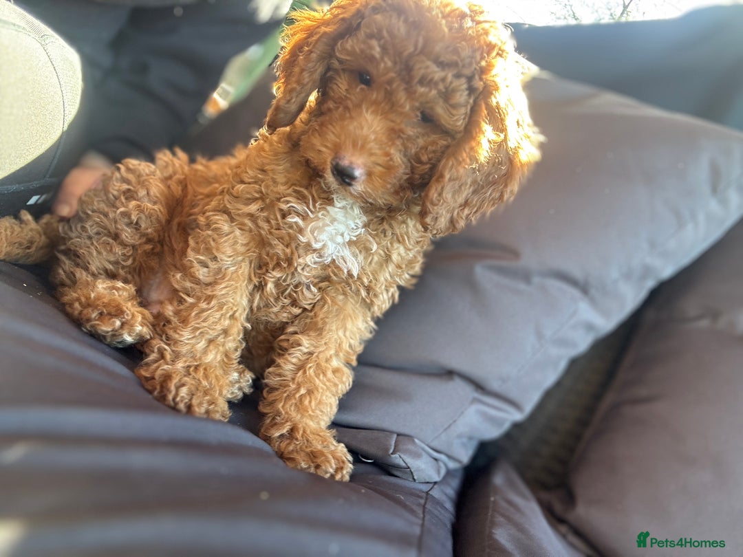 Cockapoo dogs for sale: Cockapoo puppies in Preston - Image 37