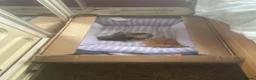 Oriental cats for sale: Oriental x Bengal kittens (Serengeti) in Chelmsford - Advert 7