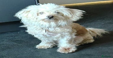 Bichon Frise dogs - Advert 15