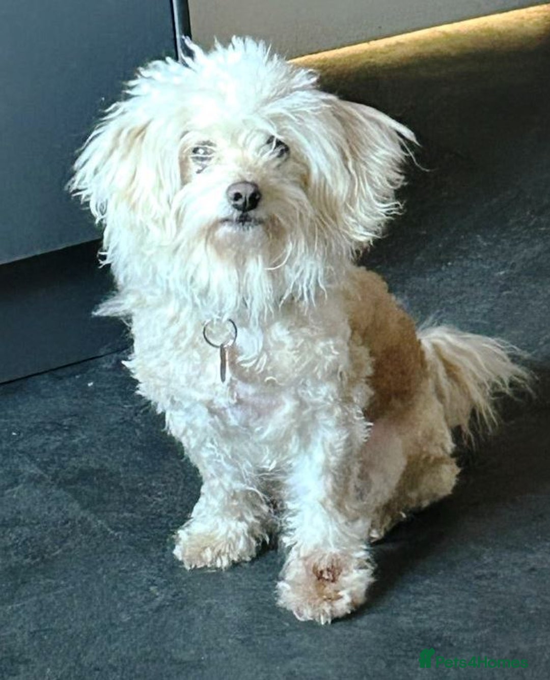Bichon Frise dogs for adoption: Meet WALLACE - a Beautiful boy for a Loving Home - Image 1