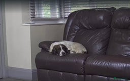 Cockapoo dogs for sale: Very Similar to the cockapoo Sproodle puppies - Image 25