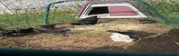 Chickens poultry for sale: Bantam chicks for sale  - Advert 6