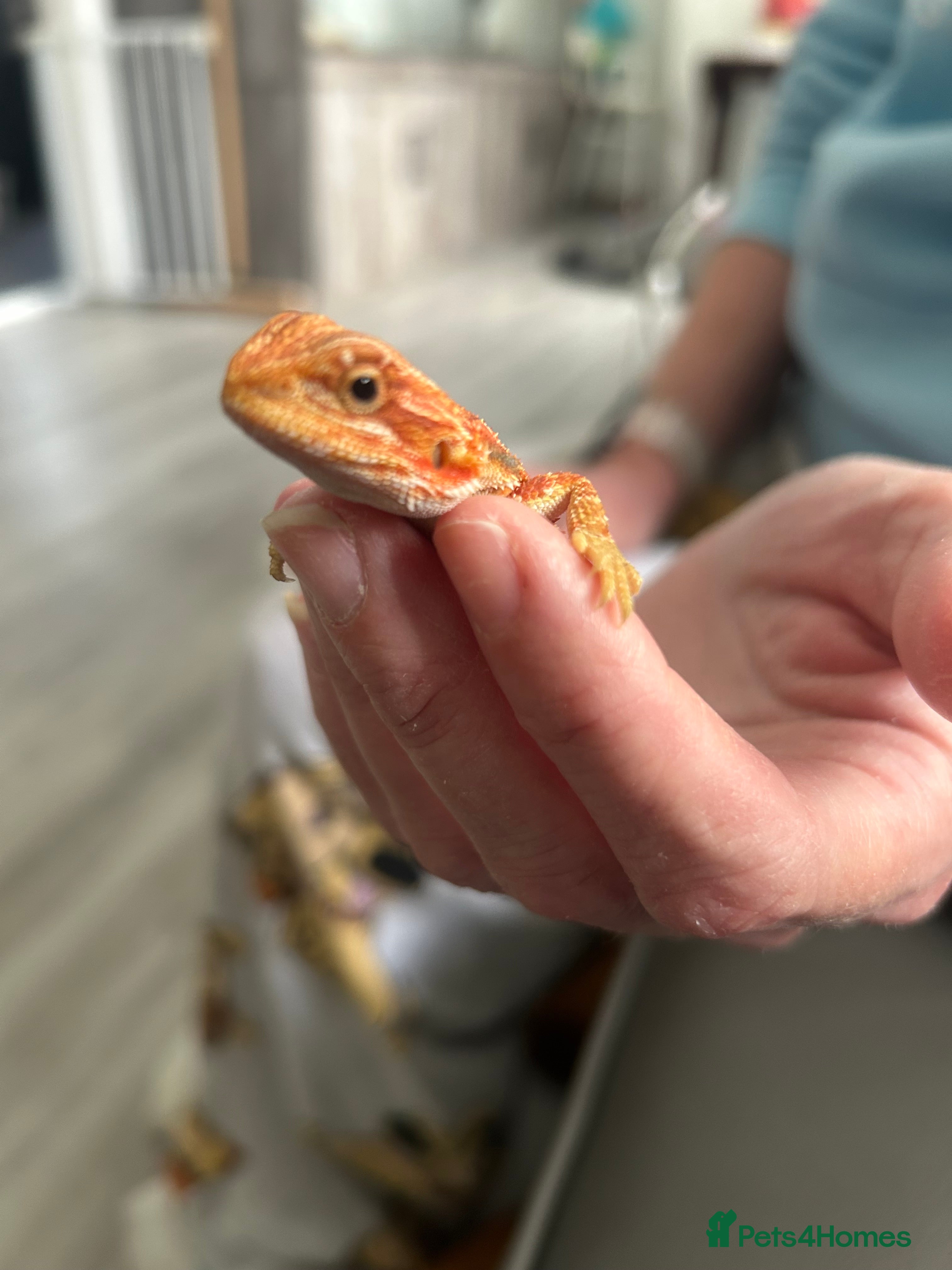 Bearded Dragon reptiles 1 red male  Baby bearded dragons - Advert 2