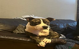 Mixed Breed dogs for sale: 2 dogs FTGH - Image 6