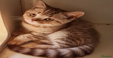 British Shorthair cats - Advert 5