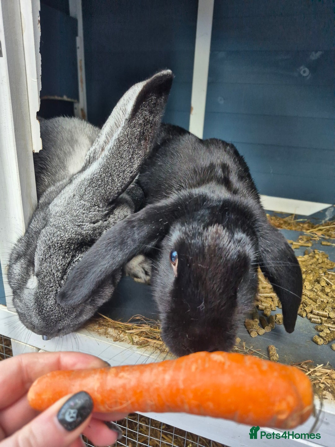 Mixed Breed rabbits for sale: 2 female rabbits need rehoming - Advert 6