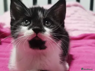 Russian Blue cats Kittens for sale - Advert 7