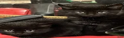 Mixed Breed cats for sale: 6 female Kittens. Black and tortoise.  - Advert 6