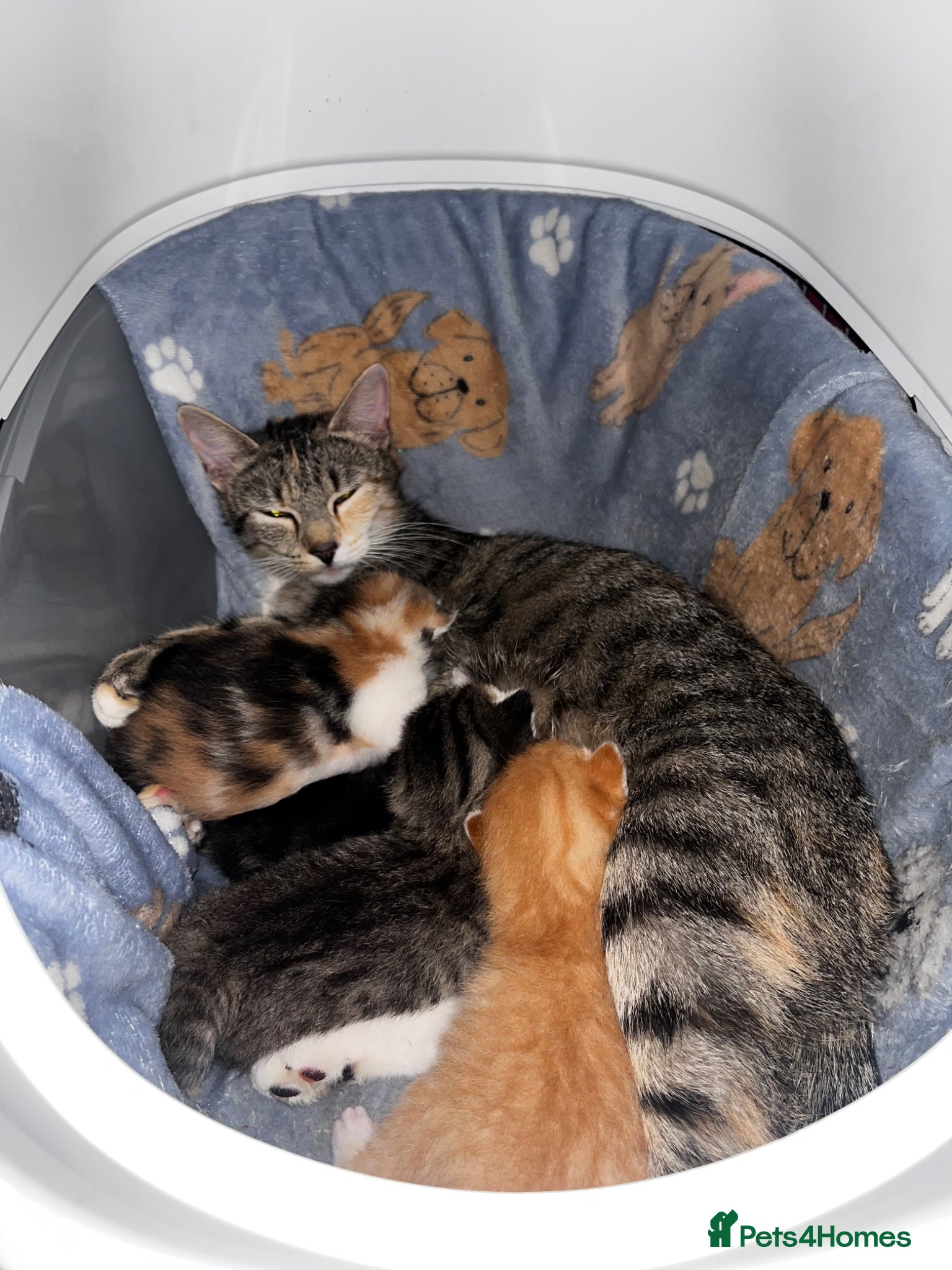 British Shorthair cats 4 beautiful kittens  - Advert 2