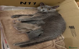 British Shorthair cats for sale: Four Beautiful British Short Hair Kittens  - Image 7