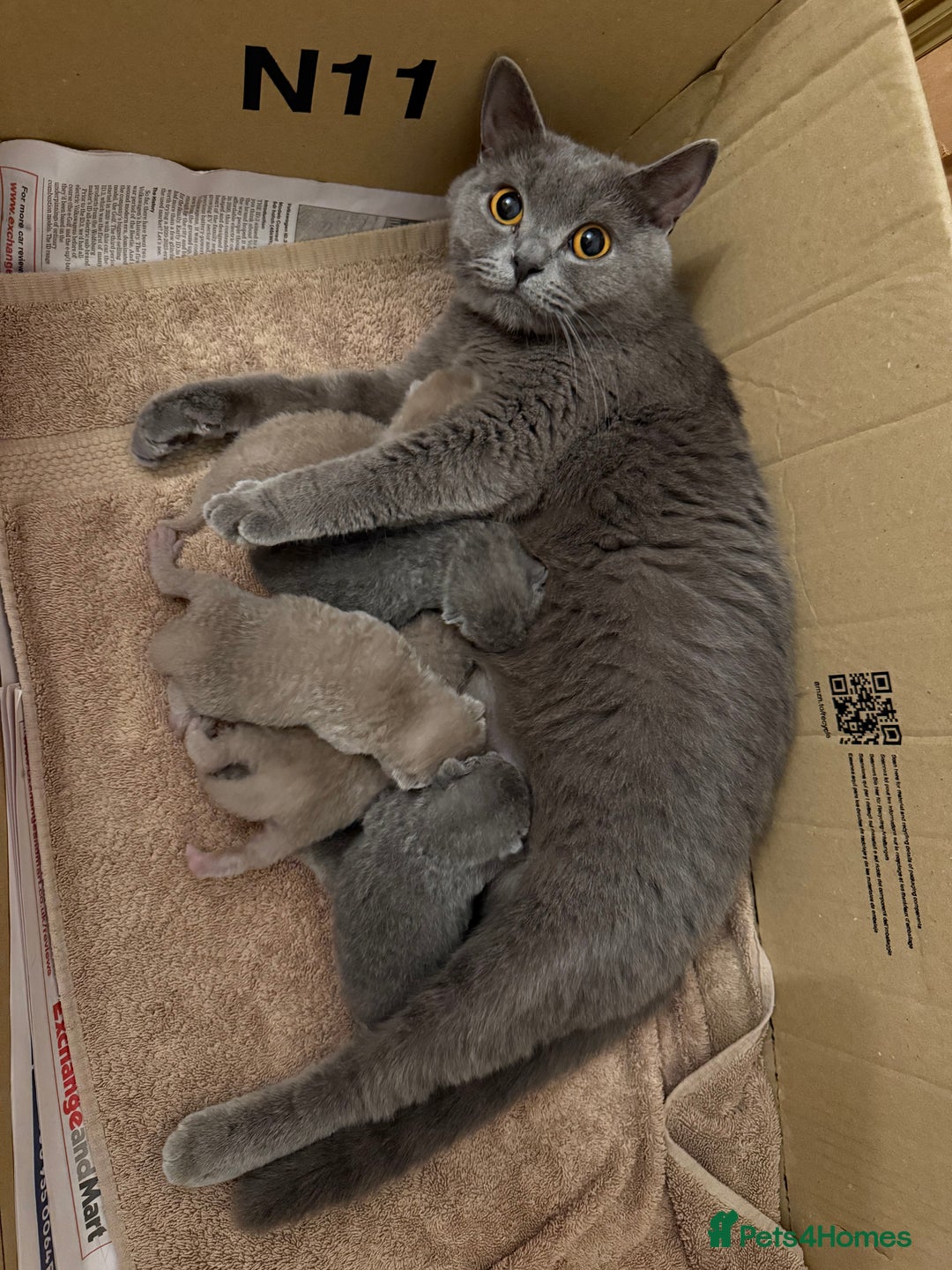 British Shorthair cats for sale: Four Beautiful British Short Hair Kittens  - Image 7