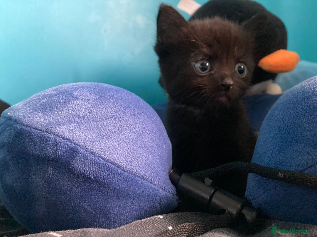 Mixed Breed cats for sale: Cute,funny,playful andenergetic cats in Northampton - Image 7