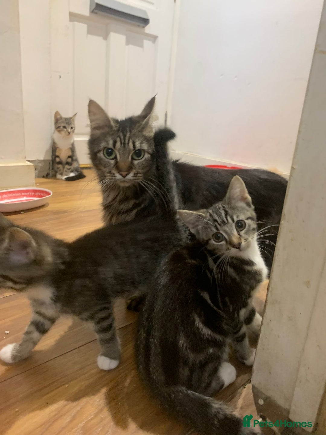 Maine Coon cats for sale: Adorable Kittens - Image 22