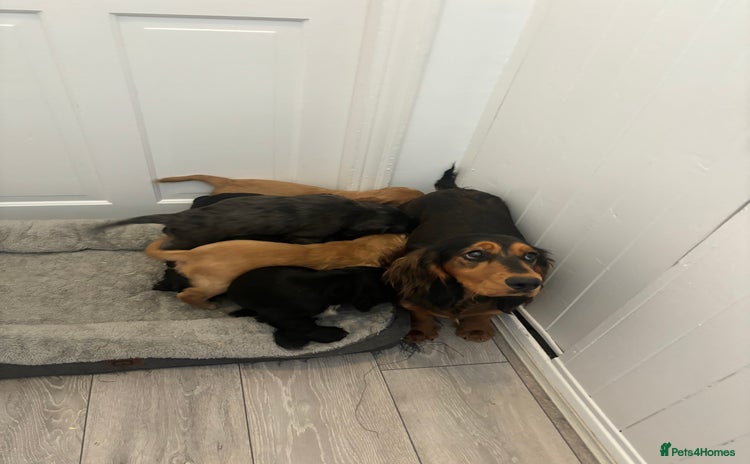 Cocker Spaniel dogs - Advert 11