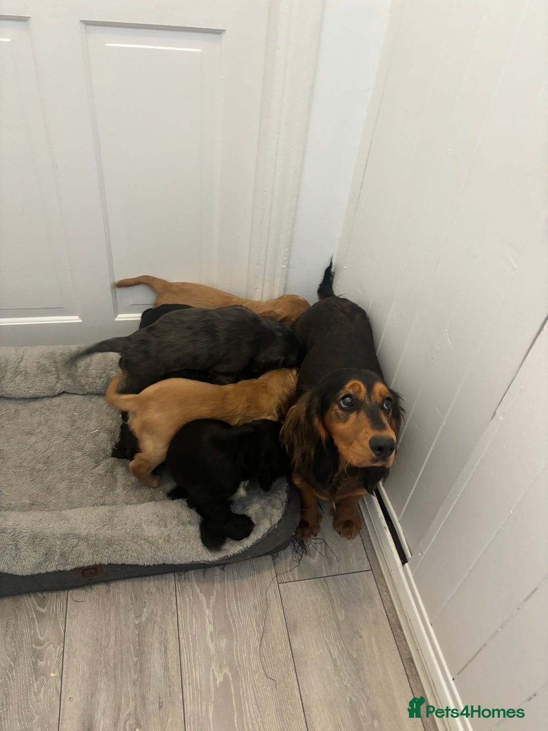 Cocker Spaniel dogs for sale: Chunky playful full Pedigree show type kc parents - Image 1