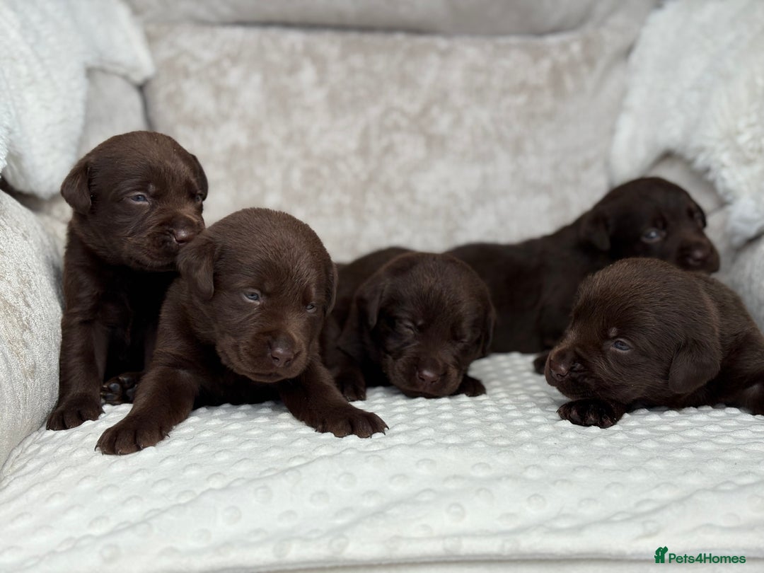 Labrador Retriever dogs for sale: Stunning chocolate Labrador’s with silver jeans  - Image 22