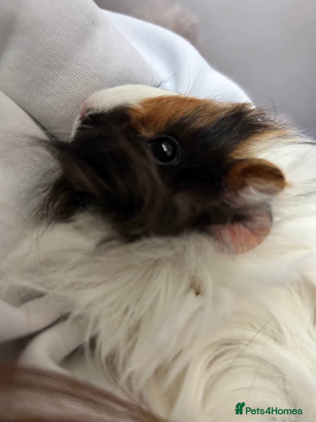 Guinea Pig rodents for sale: Beautiful mixed gender guinea pigs  - Advert 10