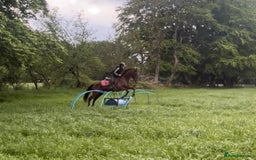 Irish Thoroughbred horses for sale: 6 yr old allrounder, 15.2, Irish mare in Bargoed - Image 23