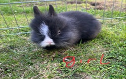 Lionhead rabbits for sale: Beautiful and very friendly baby lionhead bunnies - Image 5