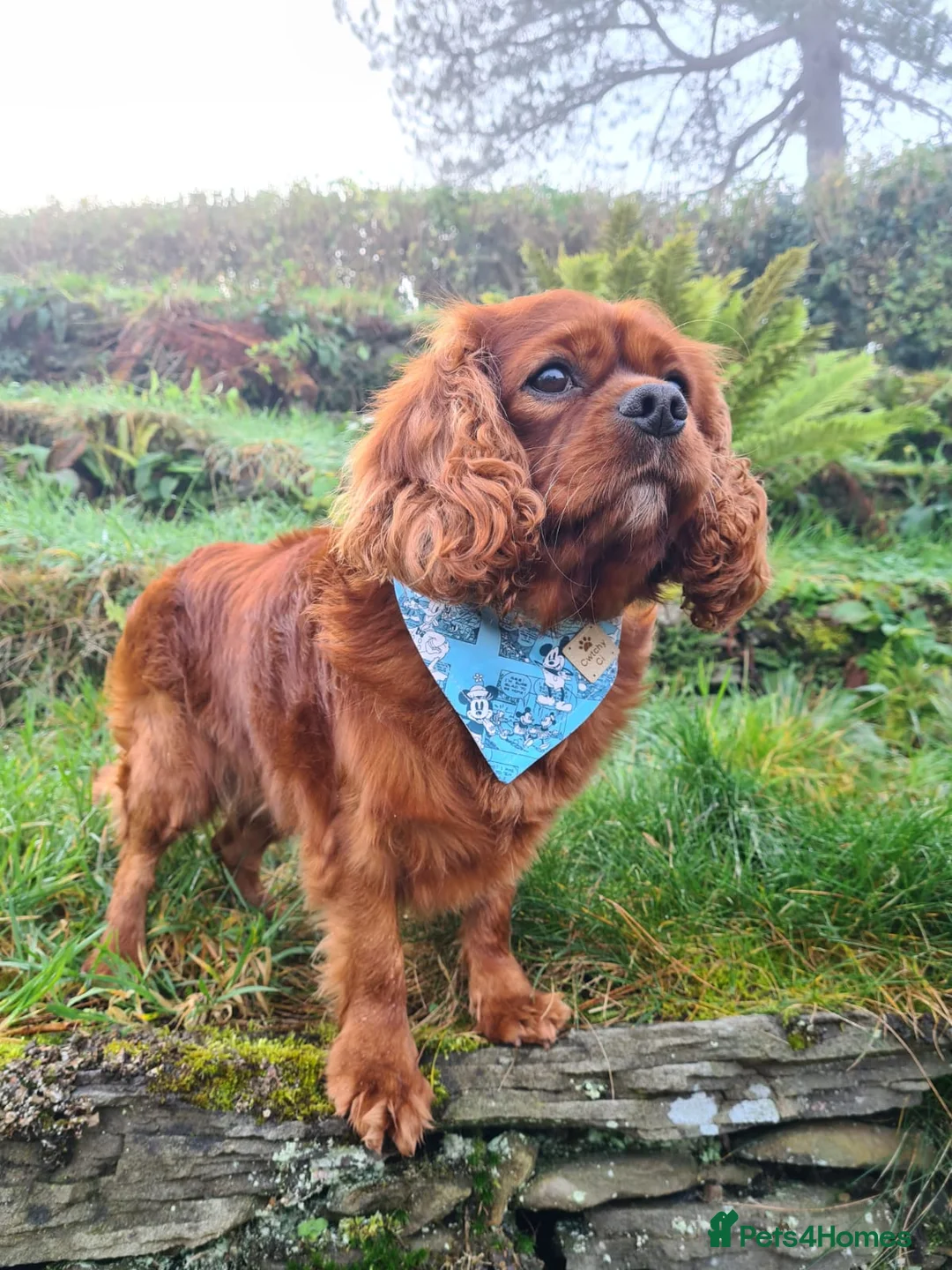 Cavalier King Charles Spaniel dogs for stud: Amazing fully D.N.A! & B.V.A heart & eye clear boy in Cardiff - Advert 5