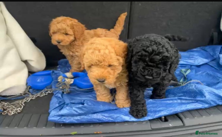 Cavapoo dogs - Advert 12