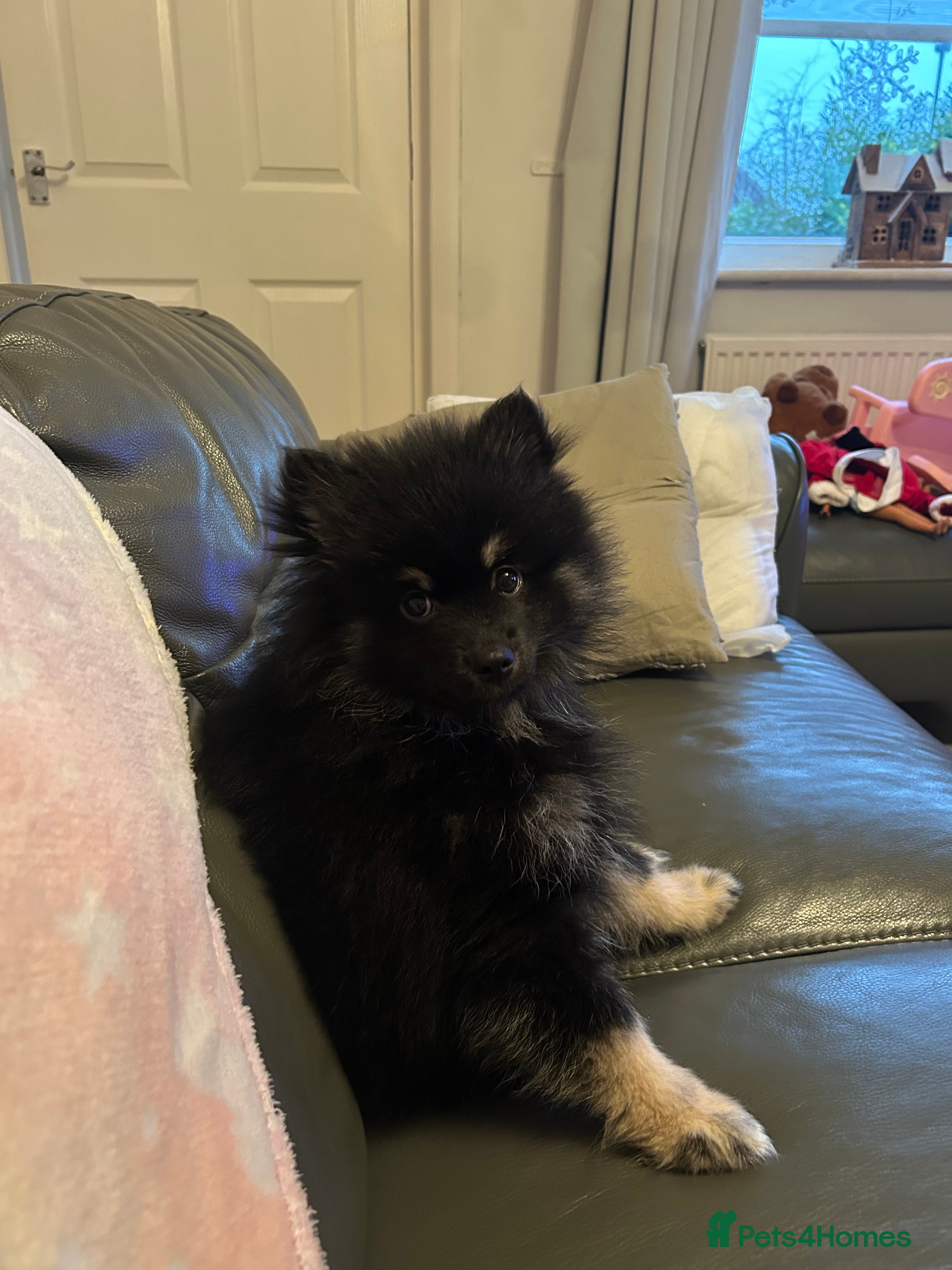 Pomeranian dogs Pomeranian - Advert 3