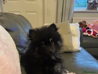 Pomeranian dogs Pomeranian - Advert 3