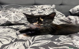 Turkish Angora cats for sale: Cute Baby Kitten Angora Breed - Image 1