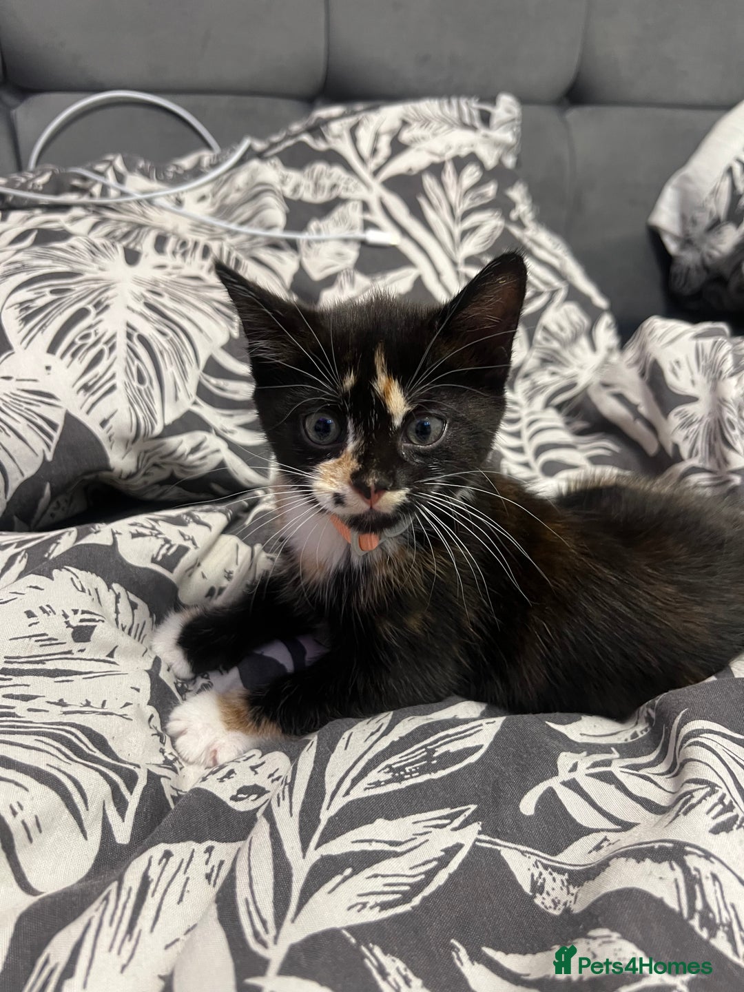 Turkish Angora cats for sale: Cute Baby Kitten Angora Breed - Image 1
