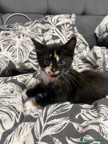 Turkish Angora cats - Advert 7