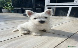 West Highland Terrier dogs for sale: Westie kc pups - Image 2