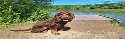 Cocker Spaniel dogs for sale: 8 Beautiful KC Reg Cocker Spaniel Puppies - Advert 2