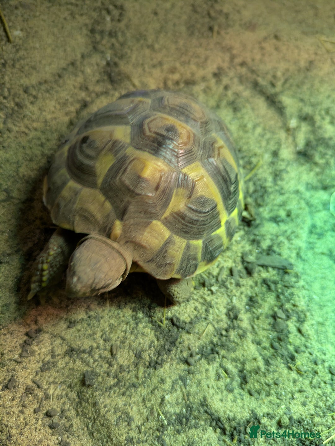 Tortoise reptiles for sale: Horsefield tortoise complete with everything - Advert 9