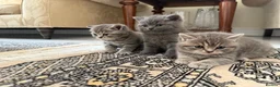 British Shorthair cats for sale: 3 British Shorthair Kittens  - Advert 10