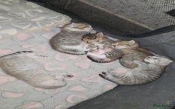 British Shorthair cats for sale: BRITISH SHORTHAIR KITTENS - Image 5