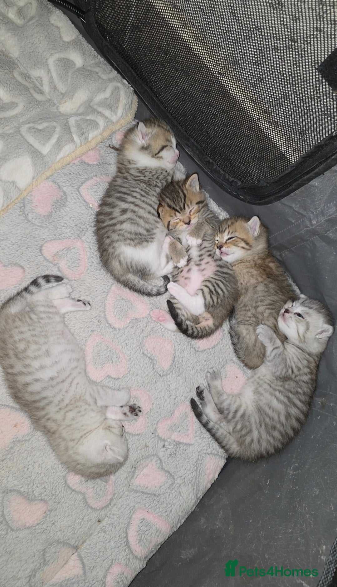 British Shorthair cats for sale: BRITISH SHORTHAIR KITTENS - Image 5