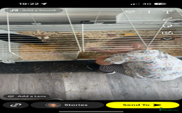 Guinea Pig rodents for sale: 2 gorgeous guinea pigs (re homing) - Image 4