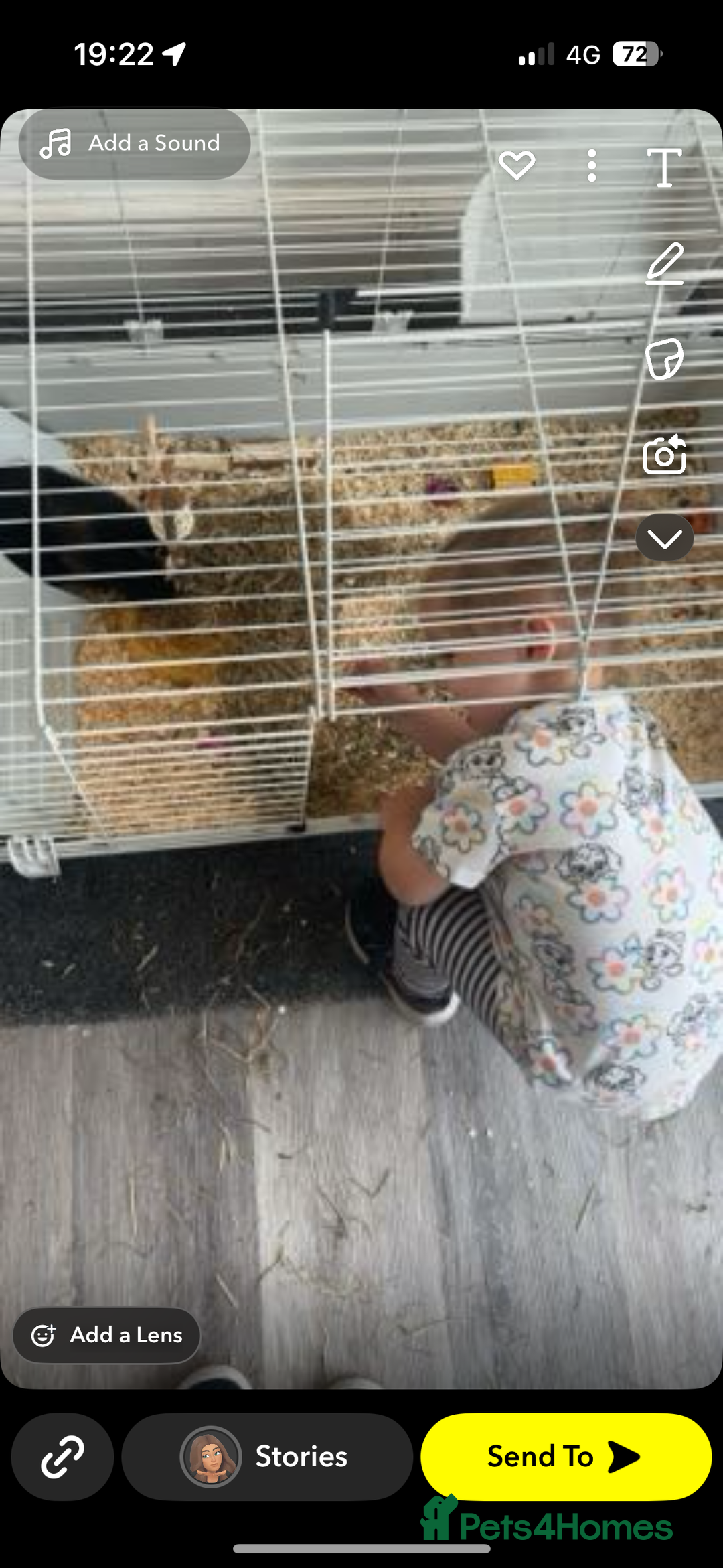 Guinea Pig rodents for sale: 2 gorgeous guinea pigs (re homing) - Image 4