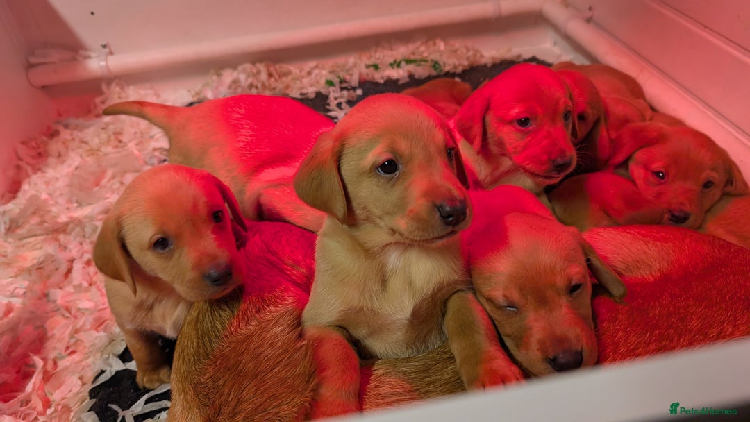 Labrador Retriever dogs for sale: Fab KC Fox Red Pups - 4* Higher Standard Breeder - Advert 17