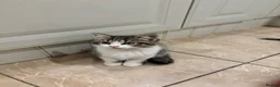 Mixed Breed cats for sale: 4 kittens ready for a new home - Advert 8