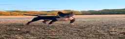 English Bull Terrier dogs for stud: Tri English bull terrier stud proven - Advert 16